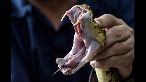 Indo Chinese spitting cobras ( Naja siamensis) venom extraction.