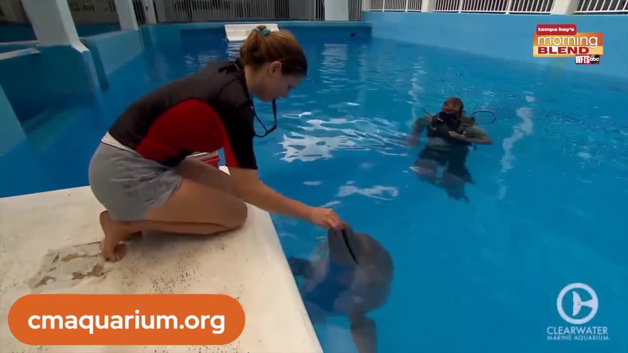 Winter the Dolphin Anniversary | Morning blend