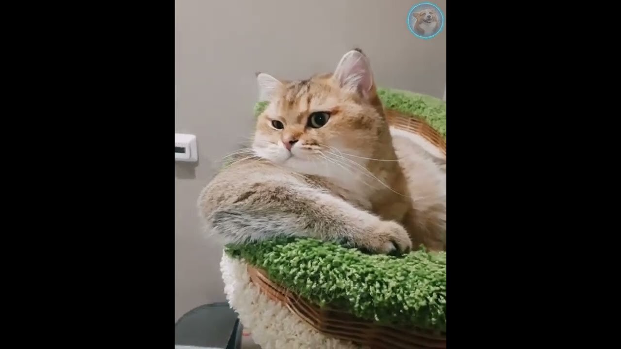 Funny animals - Funny cats dogs - Funny animal videos