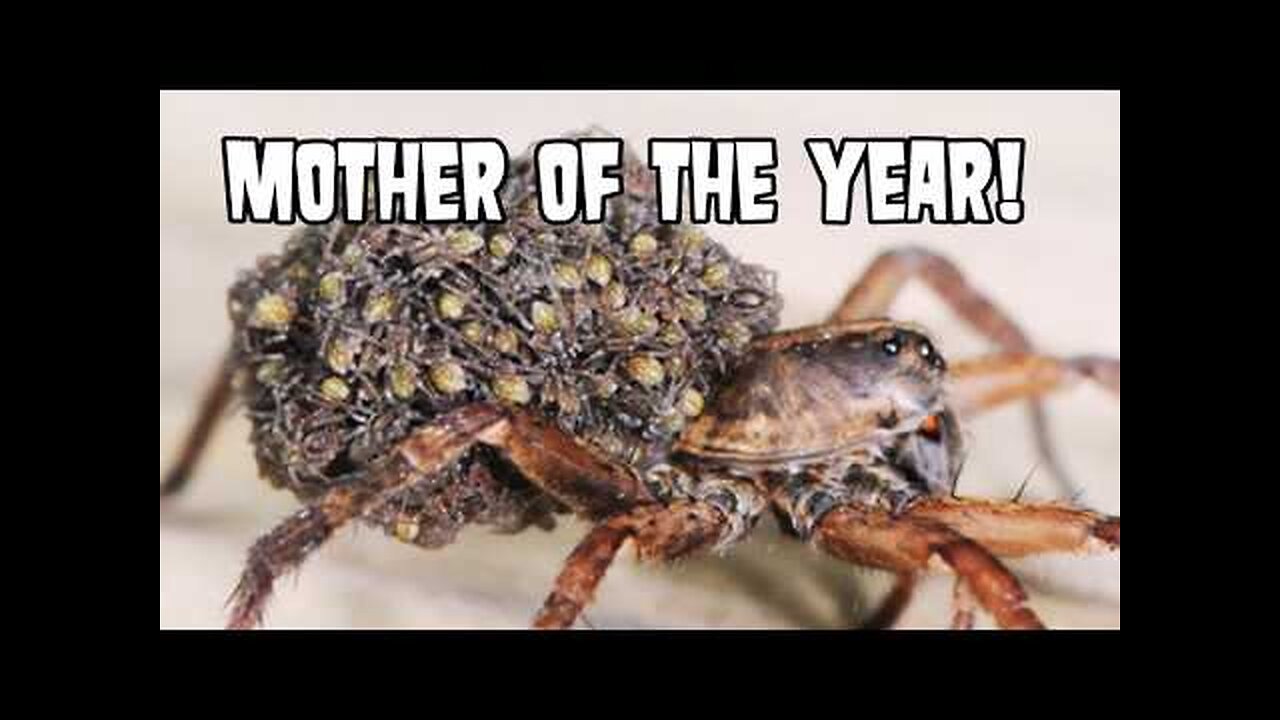 Spider Explodes with Baby Spiders