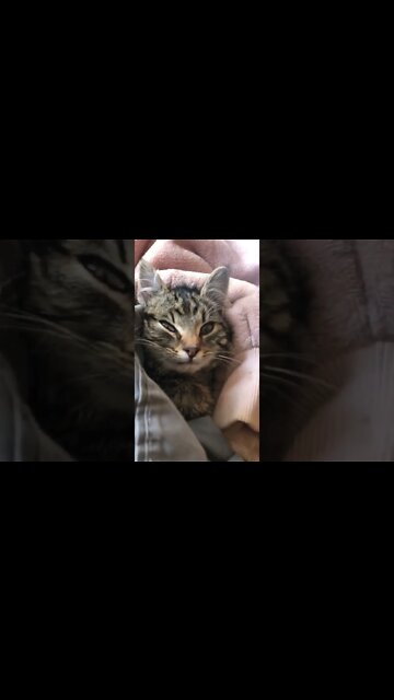 More kitten cuteness. Darling feral kitten saved from car engine