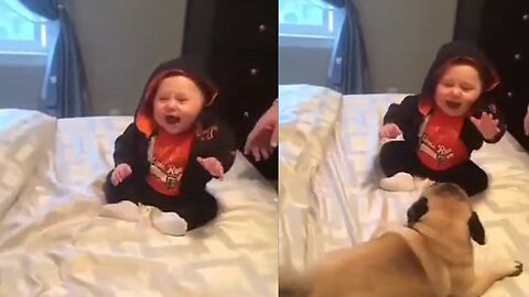 Funny cute dog baby