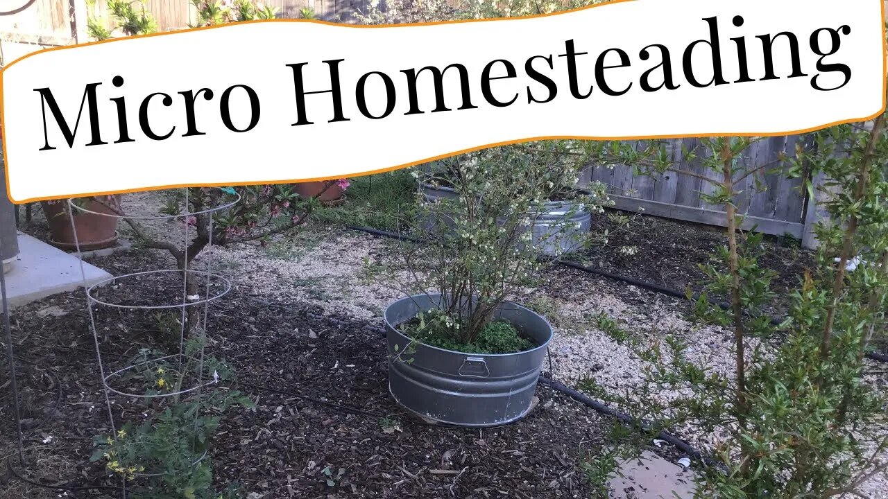 Micro homesteading | you can grow food in minimal space