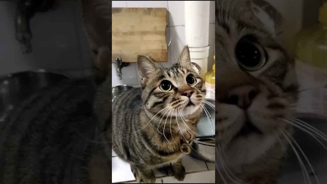 😆Jumping Cats | Funny cat moments | Cat video😉