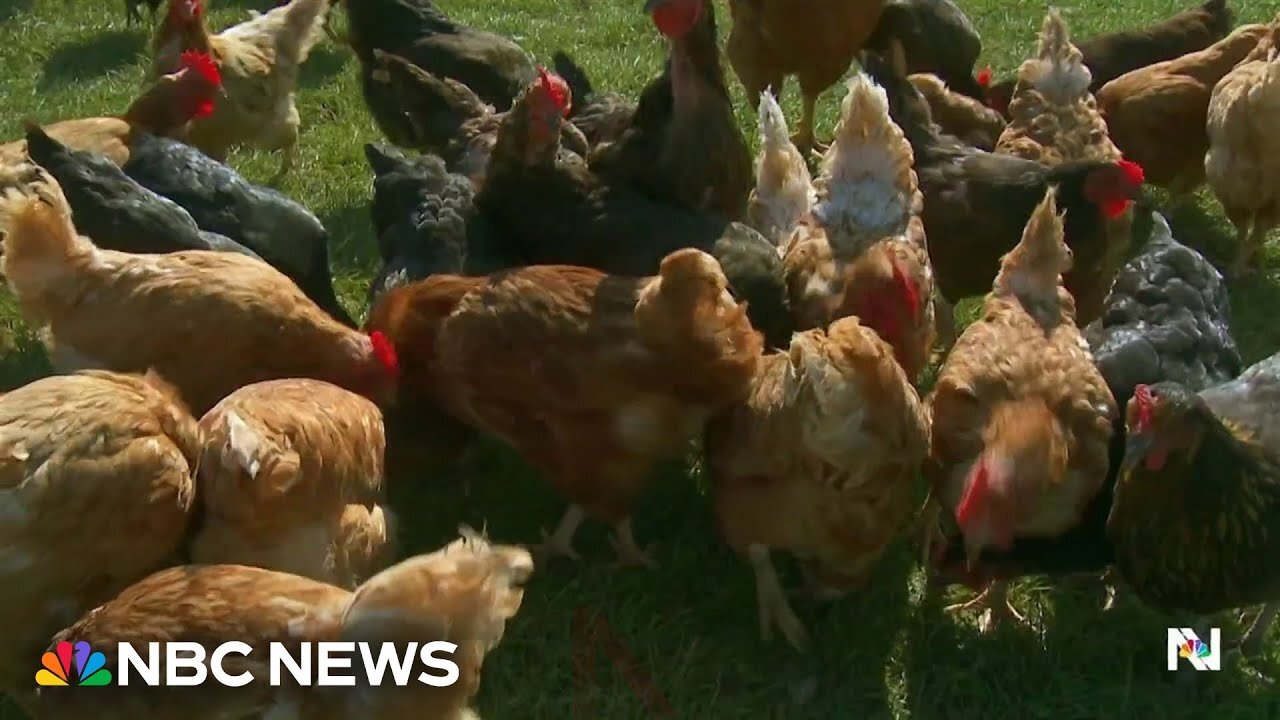 CDC reports first severe human case of bird flu in U.S.