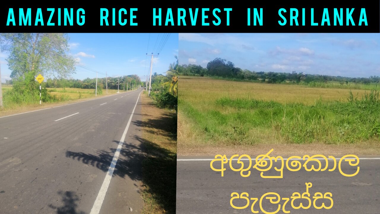 Amazing rice harvest in Sri Lanka|Management Rice| Susantha11