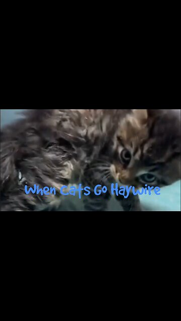 When Cats Go Haywire