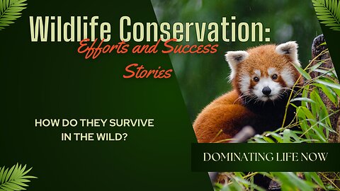 Wildlife Conservation: Efforts and Success Stories