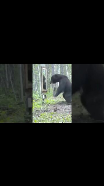 Bear Hates Mirrors