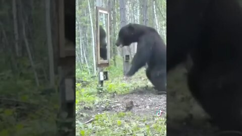 Bear Hates Mirrors
