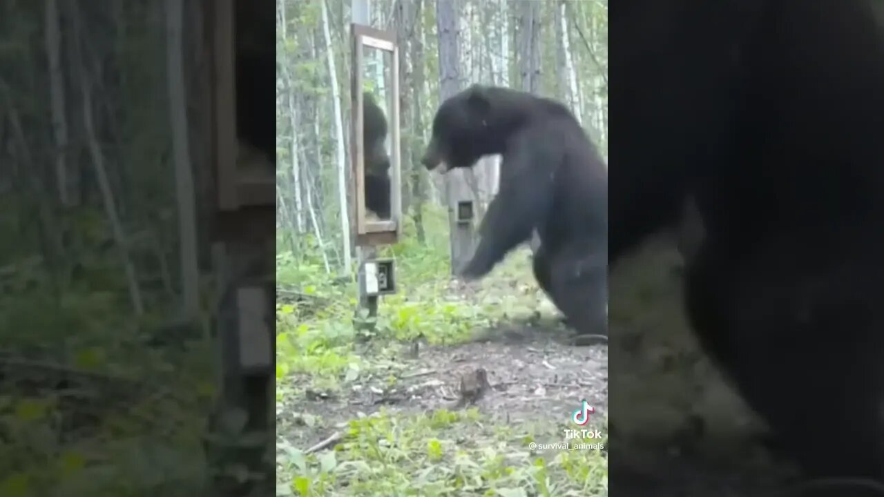 Bear Hates Mirrors