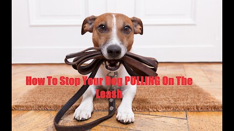 Ways To Stop Your Dog From Pulling On The Leash