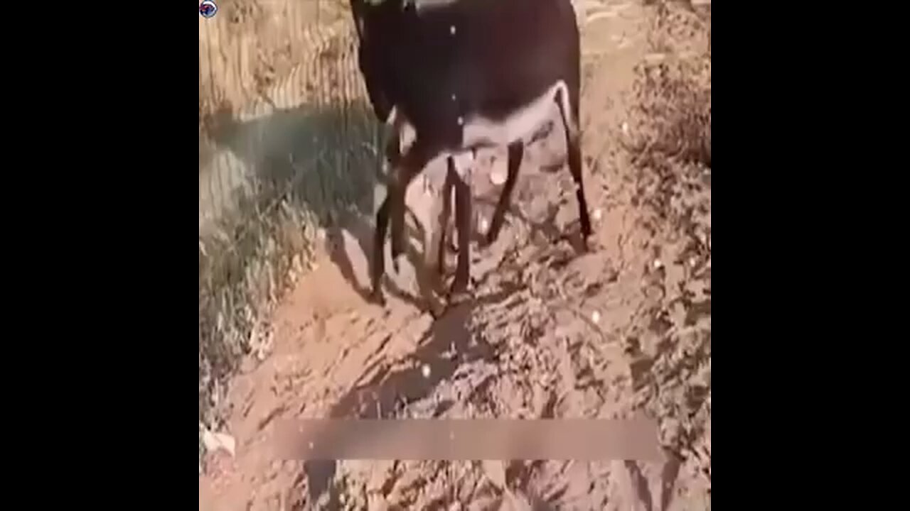 donkey vs hey fighting animal