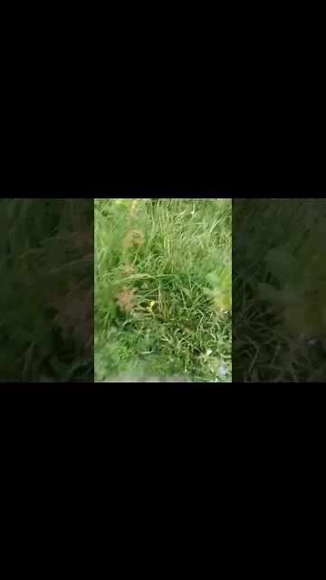 What is edible here? Wild Lettuce