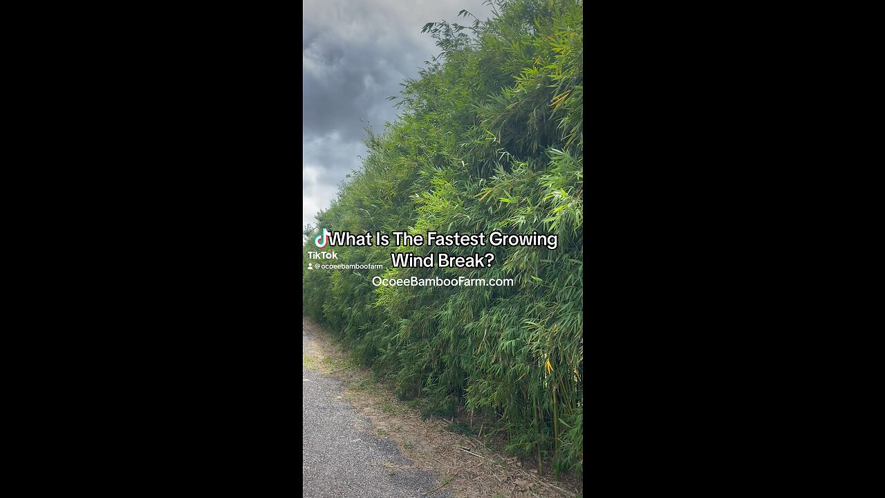 What Plant Makes The Fastest Wind Break? Learn More Ocoee Bamboo Farm 407-777-4807