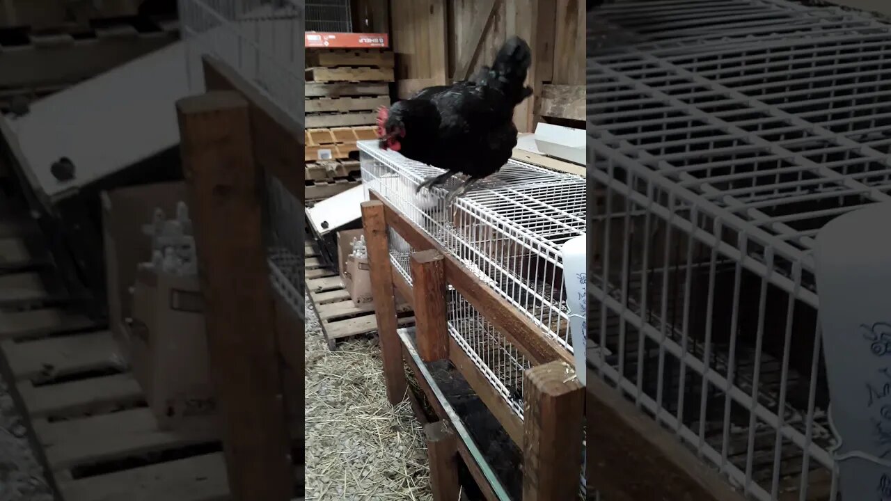 switching up the nesting boxes