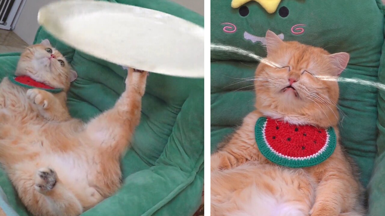 Cat make other cooking way