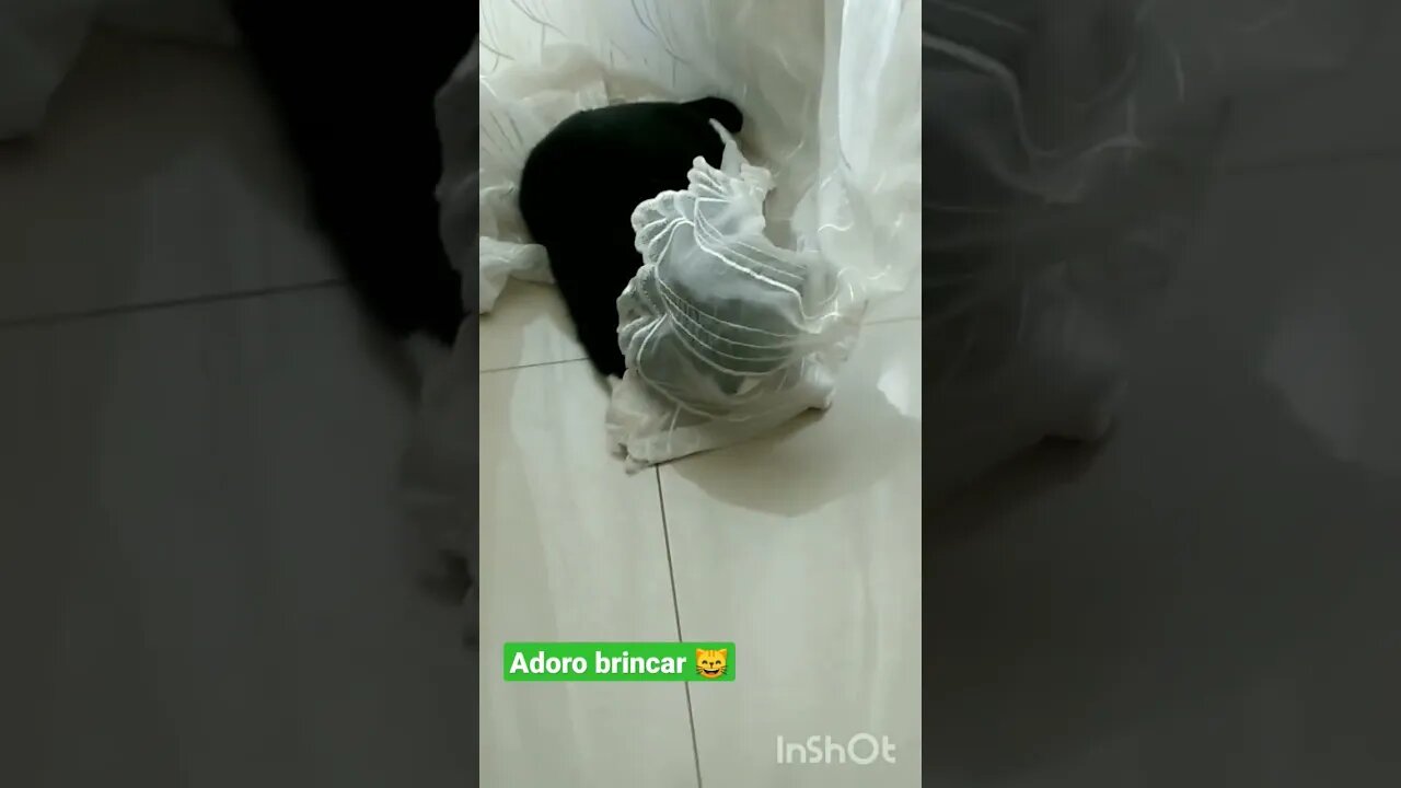 Gato Bartolomeu Tunico brincando de se esconder 😺