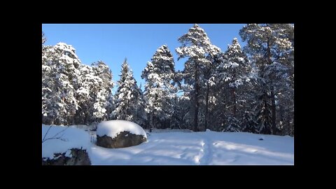 Winter: Walk in sunny and snowy forest