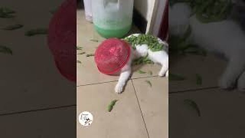 LOL, Crazy Funny Cats Moments Latest Funny Cats Shorts Videos Clips 😺😂😂