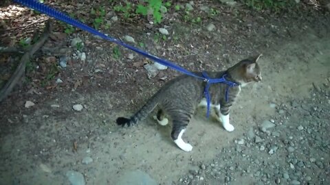 Brave Little Cat Goes on a Mountain Trip