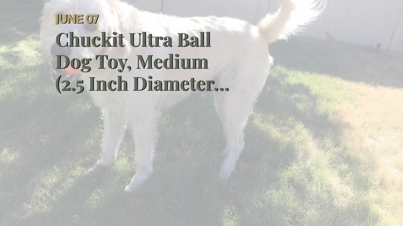 Chuckit Ultra Ball Dog Toy, Medium (2.5 Inch Diameter) Pack of 2, for breeds 20-60 lbs