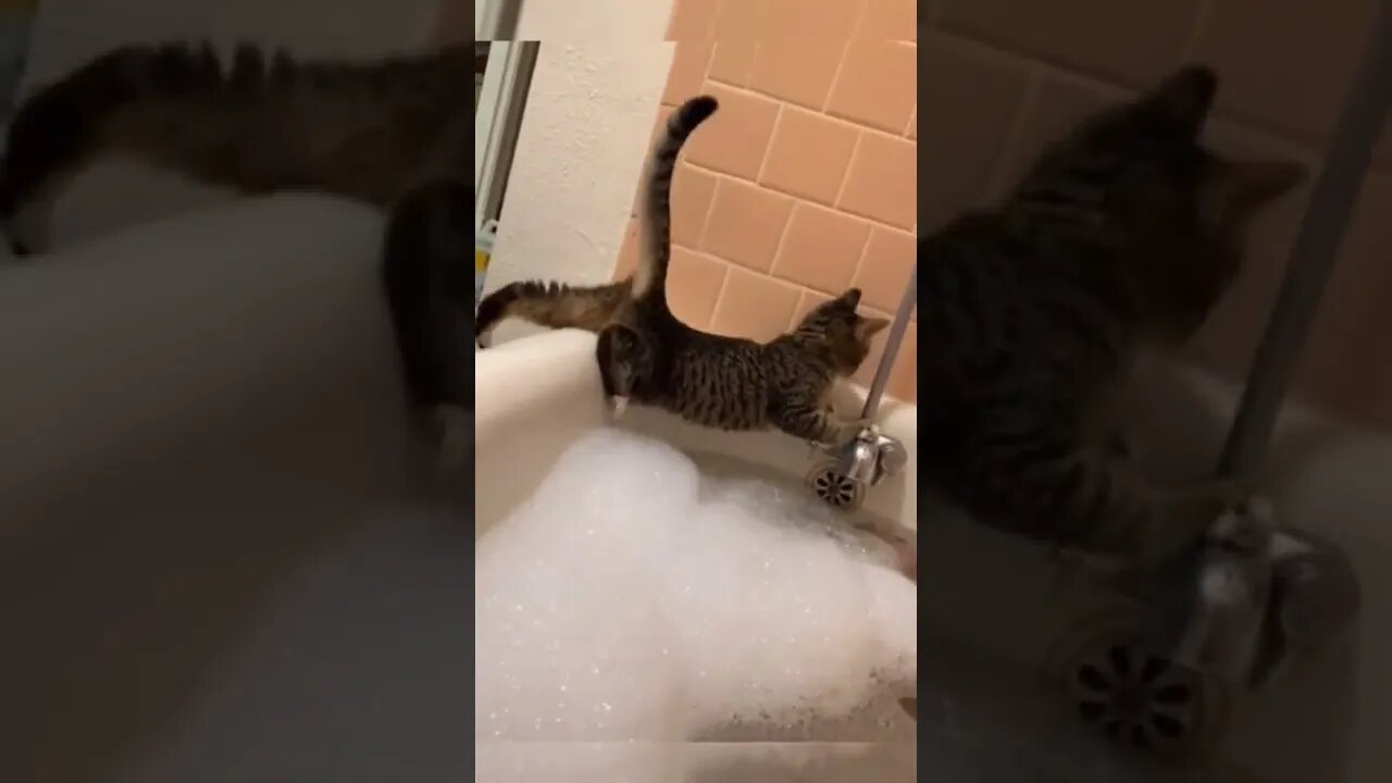 Funny cat collection 😂 https://2u.pw/OH8P1