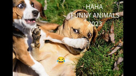 Funny Animals 2023