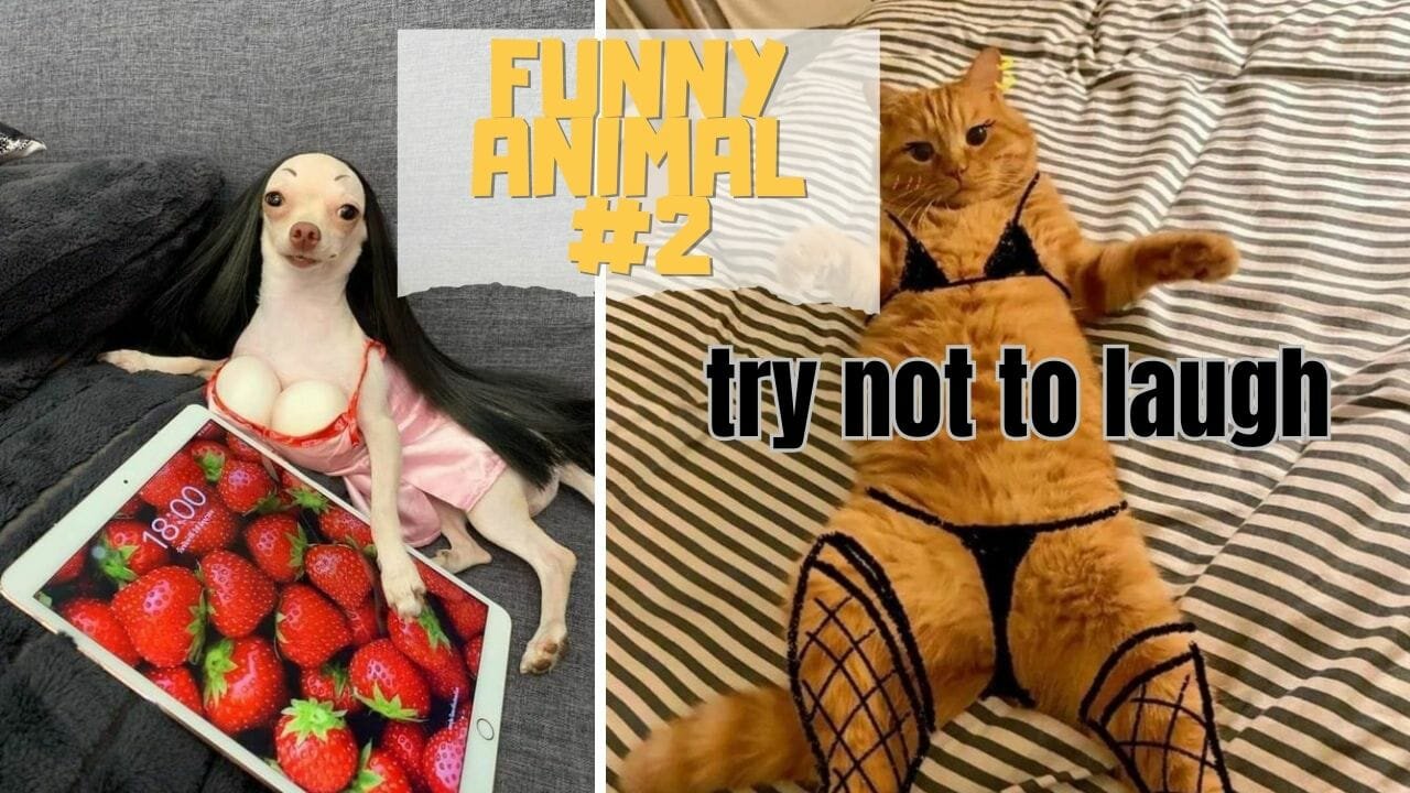 Funniest Animal Cat and Dog | Funny Animal Clips #2