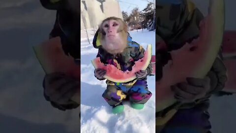 बंदर तरबूज का मजा ले रहा है🤣Monkey Enjoying Watermelon👈