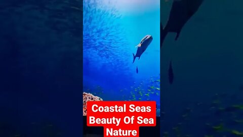 Beauty Of Coastal Seas. Pls Dont Forget to Subscribe. Thanks..#shorts #short #shortvideo