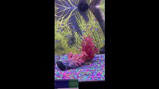 Neon Tetra Fish