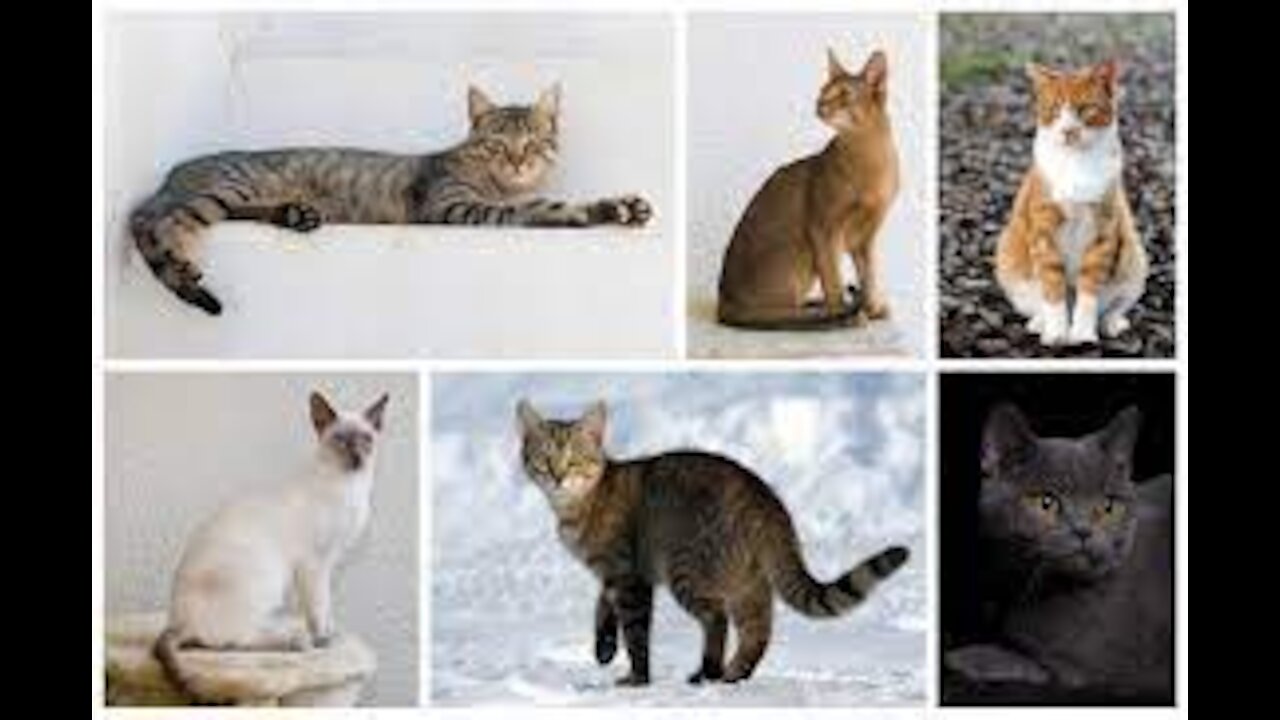 All Cat Breeds Az With Pictures All 98 Breeds In The World