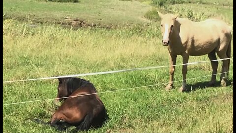 Brumby filly has a sleep in the sunshine after the floods, a quick look at the old horses