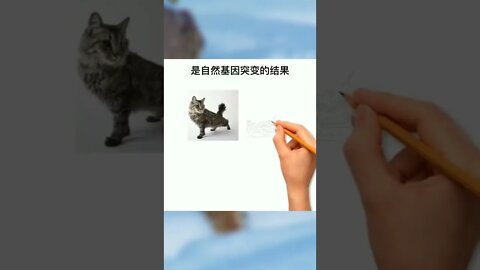 盘点独特的短尾猫品种！#宠物#喵星人#猫咪#短尾