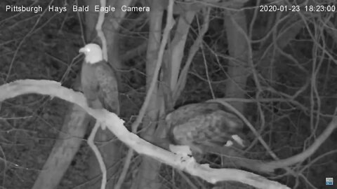Hays Eagles "Raccoon" ? 1.23.20