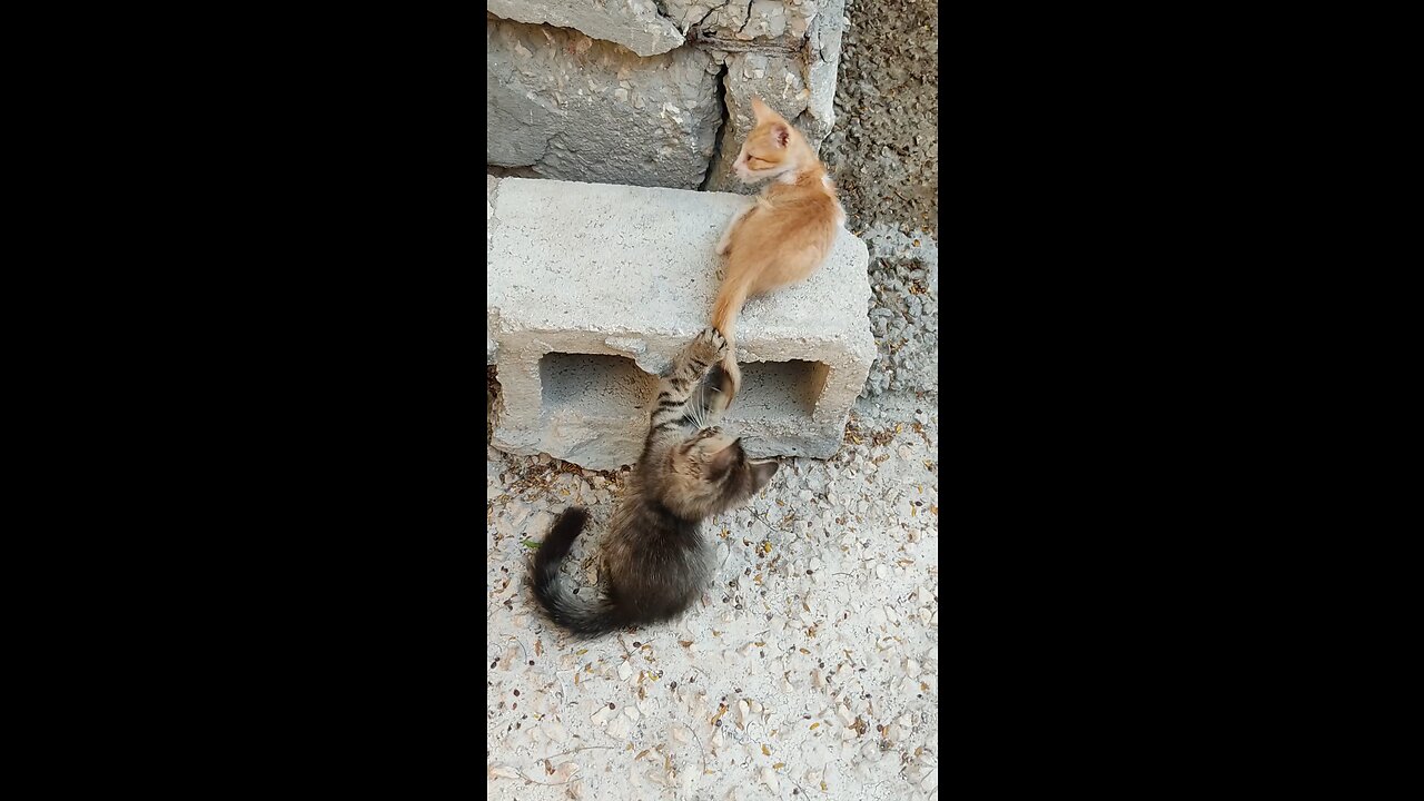 Cats are playing with fun