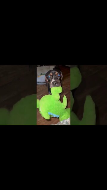 Dog got a new Toy