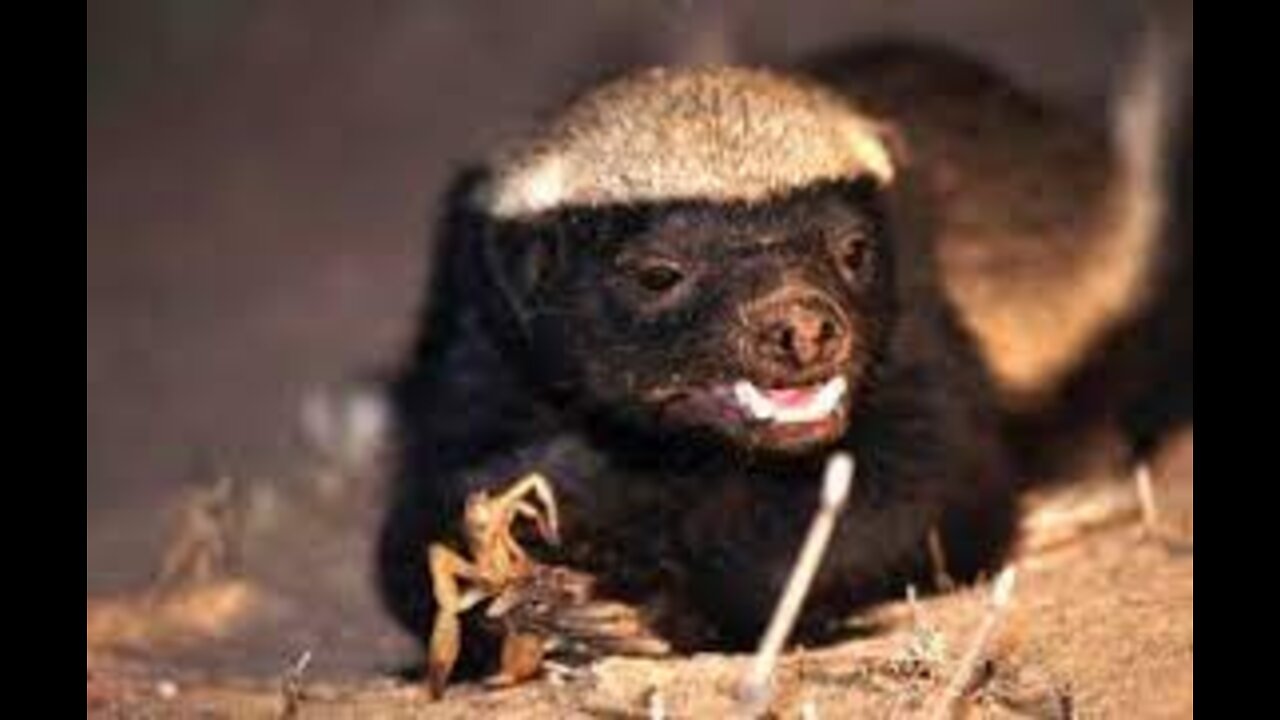 The Honey Badger Nasty diet. He's a hungry bastard.