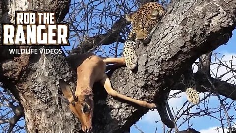 Leopard With Impala In A Tree, Hyena Waiting For Scraps!