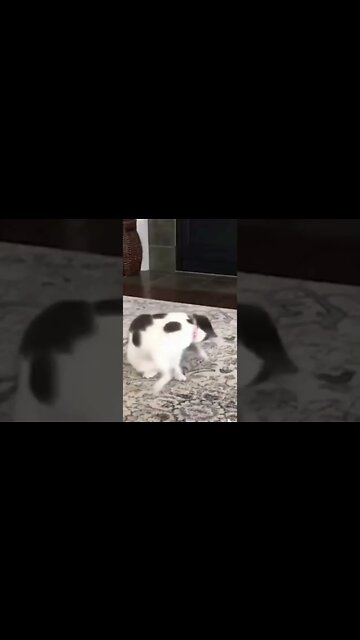 BEBÊS E SEUS ANIMAIS FOFOS #shorts