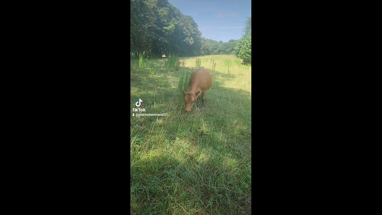 Cows and calves chillin'.