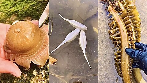 This Fisherman's Great, Hunting Marine Animals Around the Beach