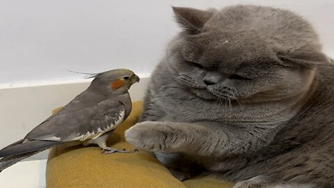 Cute cat with bird