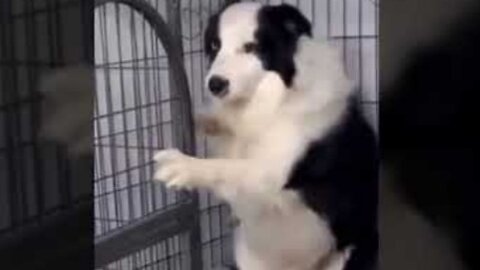 Traumatised dog locks himself in cage for safety😭