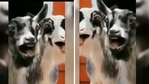 funny animals-funny cats / funny pussys 14