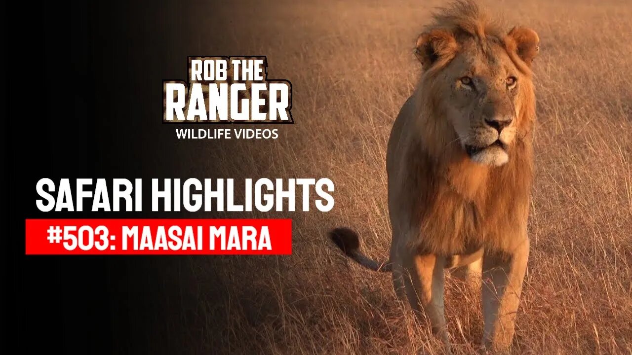 Safari Highlights #503: 03rd October 2018 | Maasai Mara/Zebra Plains | Latest Wildlife Sightings