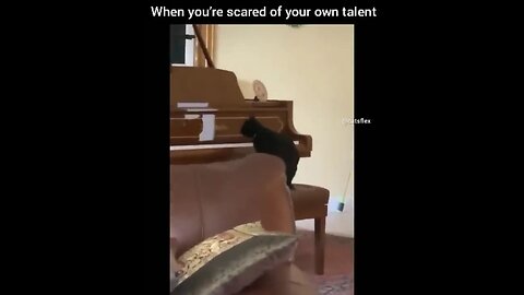 Funny Animal Videos🐶
