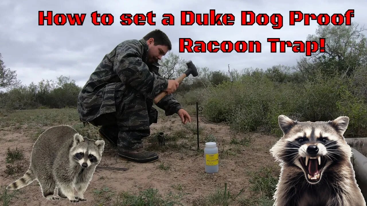 How to set a Duke Dog Proof Racoon Trap!