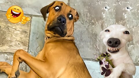 Funny animals videos, Funny dogs, 🥰 Funny cats 😍